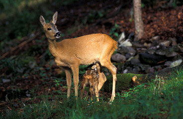 Capriolo (Capreolus capreolus)	
