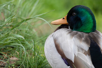 Male duck detail with blurred grass on background