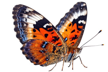 Butterfly colorful transparent background, ultra sharp, Generative AI