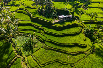 Tegalalang rice terrace
