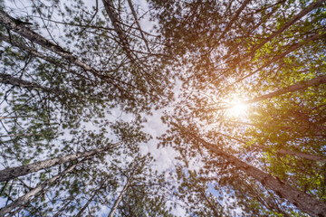 With a view from the bottom of the tree canopy, a photograph showcases the peaceful and calming atmosphere of a forest, inviting viewers to immerse themselves in nature.