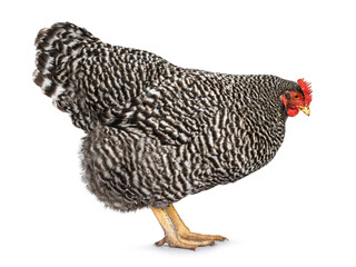 Female Amrock chicken, standing side ways looking towards floor. Isolated on a white background.