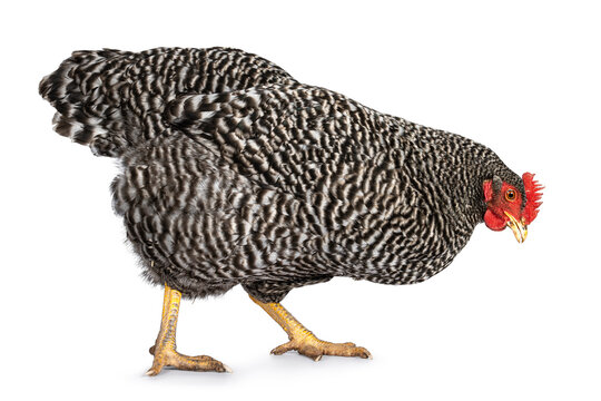 Female Amrock chicken, walking side ways looking towards floor. Isolated on a white background.