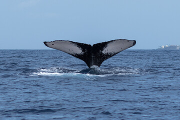 Fototapeta premium Humpback whale tail fluke