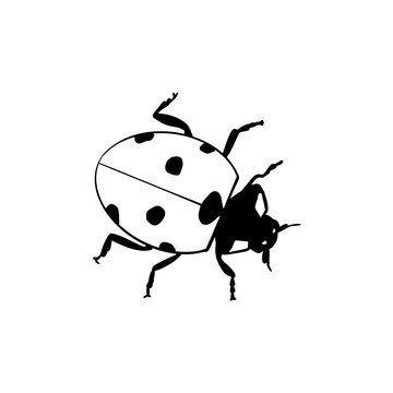 Vector sketch hand drawn ladybug silhouette, doodle art