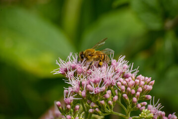 Macro on Flower
