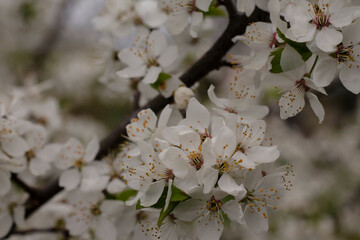 tree blossom,flowers on a branch, white flowers on a tree