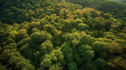 Fototapeta na wymiar Aerial View of a Breathtaking Forest Canopy