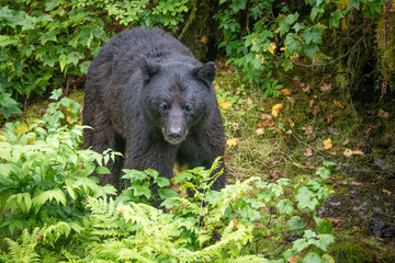 Black bear boar looking down on Anan Creek.