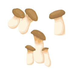 Vector illustration of king oyster mushroom Pleurotus eryngii on white background. Edible fungi sliced for vegetarian food full of protein