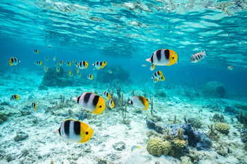 Fototapeta na wymiar French Polynesia, Bora Bora. School of Pacific double-saddle butterflyfish.