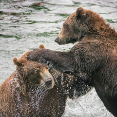 Fototapeta na wymiar Alaska, Brooks Falls, Two young grizzly bears playing.