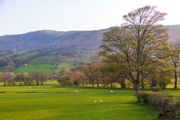 Fototapeta na wymiar View of the green hills in North UK. Sedbergh, Cumbria. UK.