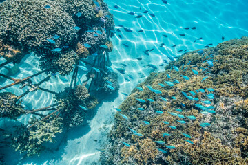 French Polynesia, Bora Bora. Bio-rock coral and fish.