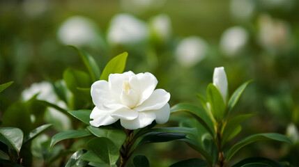 Fototapeta na wymiar Gardenia Blume in grüner Wiese, generative KI