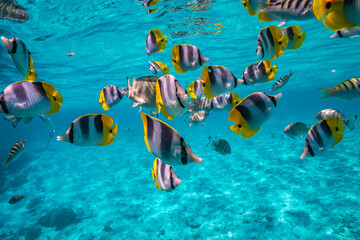 Fototapeta na wymiar French Polynesia, Bora Bora. Close-up of Pacific double-saddle butterflyfish.