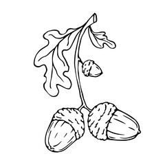 Graphic sketch of an oak tree branch with acorns.Vector graphics.