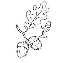 Graphic sketch of an oak tree branch with acorns.Vector graphics.
