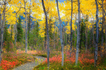 Alaska, Denali National Park. Path along a colorful fall landscape.