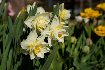 White and yellow daffodils blooming in a flower garden outdoors.