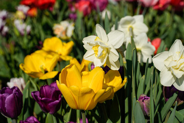 Outdoor flower garden full of blooming spring flowers. Tulips, daffodils, hyacinth.