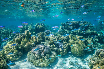 Naklejka na ściany i meble French Polynesia, Bora Bora. Green chromis fish and bio-rock corals.