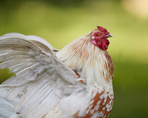 Close up of white rooster spreading its wings, isolated on blurred background