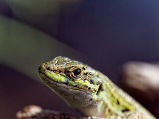 detail of a lizard in a meadow
