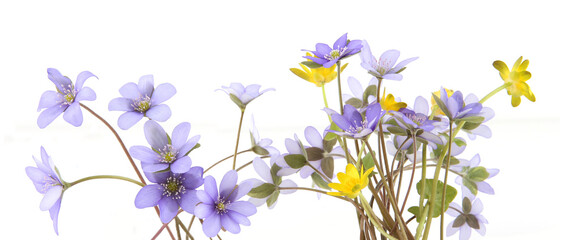 First spring flowers Anemone hepatica and Ficaria verna isolated on white background. Border of blue yellow wild forest flowers liverwort and lesser celandine or pilewort.