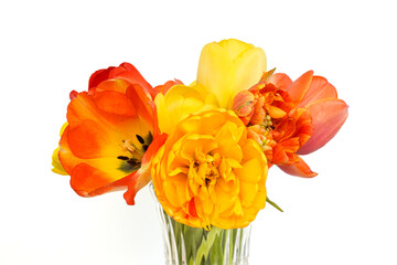 Bright bouquet of orange and yellow tulips. White background.
