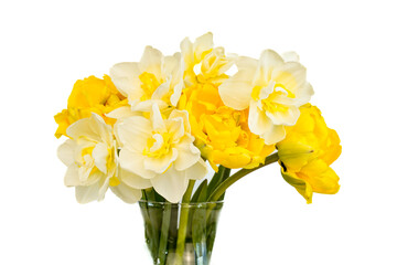Bouquet of white daffodils with yellow centers and yellow tulips. White background. Flowers are in a glass vase.