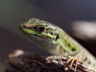 detail of a lizard in a meadow