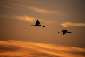 Fototapeta na wymiar Trio of sandhill cranes settling in for the night.