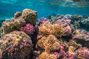 Fototapeta na wymiar French Polynesia, Bora Bora. Close-up of coral garden.