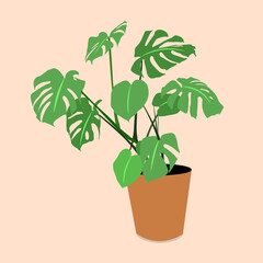 Monstera plant vector Illustration home decor  