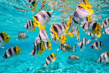 French Polynesia, Bora Bora. Close-up of Pacific double-saddle butterflyfish.
