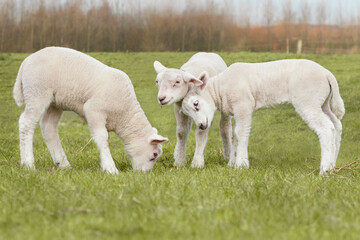 Naklejka premium Three white lambs in pasture