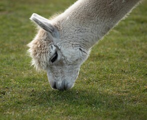 Adorable alpaca with long white fur grazing on a picturesque meadow