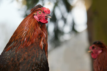 Closeup of head of red brown rooster with other rooster blurred in background