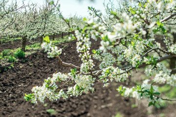 Fototapeta na wymiar apple orchard in bloom in spring, sunny day in the plantation