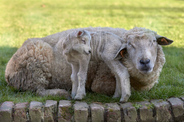 Newborn white lamb with mother ewe in grass