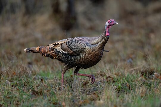 Female wild turkey walking in the meadow. Meleagris gallopavo.