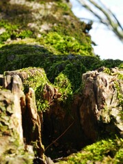 Close-up of a tree trunk with vibrant green moss growing over its bark