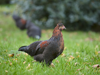 Young brown red rooster of Poland chicken free-range in garden
