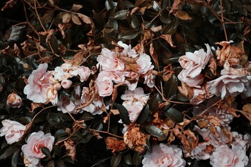 Pink roses growing on a black mulch bed, providing a striking contrast of colors