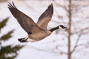 Goose with its wings spread wide is soaring over a wintry landscape blanketed in snow
