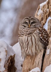 an owl sitting on a piece of wood in the snow