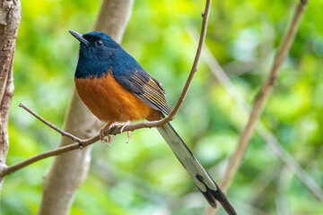 A white-rumped shama (Copsychus malabaricus) in the forests of the Nāpali Coast along Kauaʻi’s North Shore, Kauai, Hawaii, USA