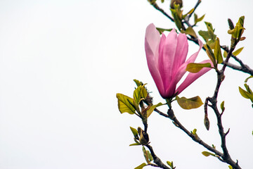 Beautiful, Spring Pink Magnolia Blooms on Tree Branch – Wedding, Baby Shower, Brunch, Garden Party, Birthday, Invitation, Border, Background, Backdrop, Flier, Poster, Advertisement or Wallpaper