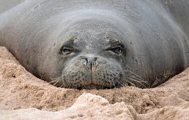 Closeup of a Hawaiian monk seal (Neomonachus schauinslandi) resting on the sands of Poipu beach,...